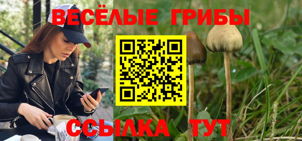хочу наркоту  Вход с VPN  Псилоцибиновые грибы ЛСД  Зима  Галлюциногенные грибы GOLDEN TEACHER 